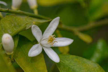 Narin beyaz çiçekler yemyeşil yaprakların arasında çiçek açar, baharın özünü sakin bir bahçede yakalar. Karmaşık detaylar doğanın güzelliğini ve canlılığını gösteriyor..