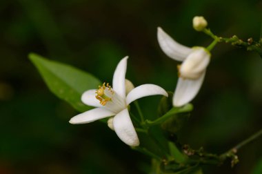 Narin beyaz çiçekler yapraklarını canlı yeşil yapraklar arasında uzatarak yumuşak sabah ışıklarını yakalıyorlar. Bu huzurlu bahçe ortamı doğanın güzelliğini yansıtmaya ve takdir etmeye davet ediyor..