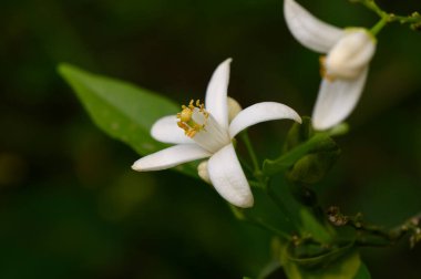 Güzel beyaz çiçekler karmaşık yapraklarını yemyeşil yapraklardan oluşan bir zemin üzerinde sergiliyor ve sakin bir atmosfer yaratıyor. Bu büyüleyici gösteri baharda sessiz bir ormanda gerçekleşir..