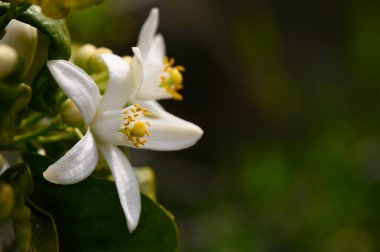 Büyüleyici bir beyaz narenciye çiçeği, baharın uyanışının güzelliğini sembolize eden, yeşil yaprakların arasına yerleşmiş, karmaşık taç yapraklarını ve canlı sarı mantarlarını sergiler..