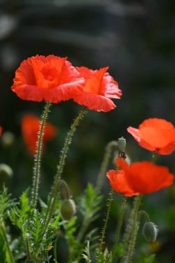 Şafak vakti sakin bir bahçede, parlak kırmızı gelincikler meltemde usulca dans ediyor, zarif yaprakları yeşil bir arazide parlıyor, çarpıcı bir doğal sanat eseri yaratıyor..