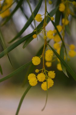 Zarif sarı çiçek kümeleri narin yeşil dallardan yavaşça süzülerek sakin bir bahçede alacakaranlığın yumuşak ışığını yakalar. Doğanın güzelliği, barışı davet ediyor..