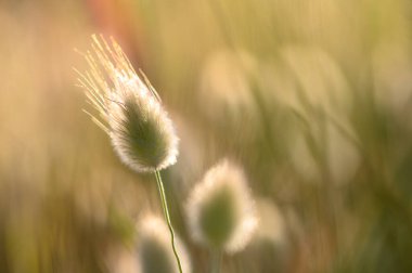 Huzurlu bir çayırda, narin çimenler alacakaranlık ışığında yavaşça sallanır. Yumuşak yansımalar tüylü dokularını güçlendirir, barışı ve huzuru davet eder..