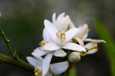 Zarif beyaz çiçekler ince dallarda açar. Karmaşık taç yaprakları ve canlı yeşil yapraklar sergilerler. Yumuşak bir öğleden sonra ışığı huzurlu bahçe ortamını aydınlatır, sükuneti davet eder.