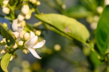 Baharın erken saatlerinde, narin güneş ışığında narin yeşil yapraklarla çevrili narin beyaz yapraklarını açan narin narin narin narin narin narin yapraklar bahçede huzurlu bir atmosfer yaratır..