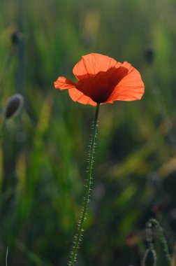 Haşhaş çiçeğinin parlak portakal yaprakları yemyeşil bir tarlada güneş ışığını yakalıyor. Yeşil bir denizle çevrili, sakin bir öğleden sonra güzellik saçıyor, huzur hissi uyandırıyor..