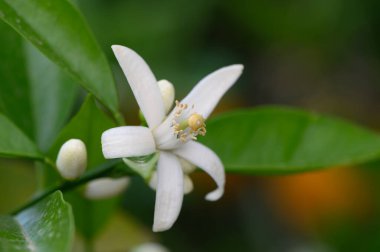 Sakin bir bahçede, narin bir narin narin narin narenciye çiçeği zümrüt yapraklarından çıkar. Ufacık tomurcuklar, doğanın güzelliğini gözler önüne sererek, sabah güneşinin altında geleceğin büyüdüğünü ima eder..