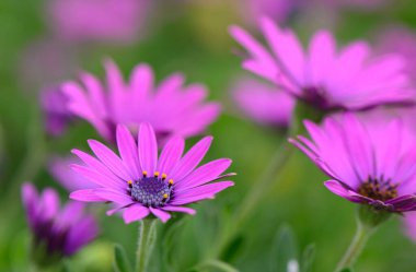Büyüleyici bir mor papatya kümesi yemyeşil bir bahçede serpilmiş, her çiçek karmaşık detaylar sergiliyor. Güneş ışığı yaprakların üzerinde dans eder, yemyeşil bir zemine karşı güzelliklerini vurgular.