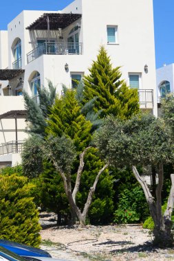 Çağdaş bir binanın içine yerleşmiş yemyeşil ağaçlarla dolu gür bir bahçe, dingin ve davetkar bir atmosfer yaratıyor. Parlak güneş ışığı manzaranın güzelliğini arttırır..