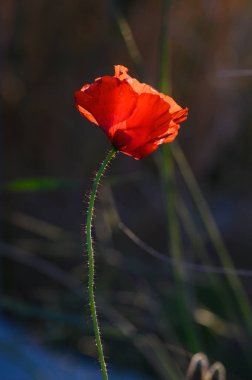 Canlı kırmızı bir gelincik alacakaranlığın yumuşak parıltısıyla aydınlanarak dimdik ayakta duruyor. Çimenlerin etrafını saran yapraklar, çiçeğin çarpıcı güzelliğini artırmak için sakin bir zemin oluşturur..