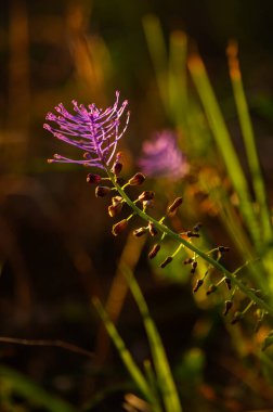 Yumuşak altın ışığın altında zarif bir şekilde açan kır çiçekleri, sakin bir çayırda yemyeşil çimlerle çevrili, doğadaki sakin öğleden sonraların özünü yakalıyor..