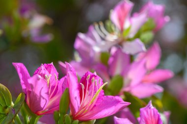 Parlak pembe çiçekler, güzel bir günün güneşinin altında güneşlenen yeşil yaprakların bulanık zeminine karşı dururlar. Doğanın renkleri huzurlu ve neşeli bir atmosfer yaratır..