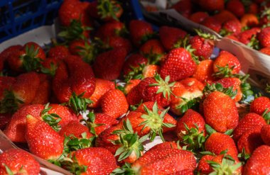Sepetler olgun, sulu çileklerle dolup taşıyor. Sıcak güneş ışığında güneşleniyorlar. Cazip kırmızı renkleri ile müşterileri cezbediyor..