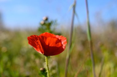 Güzel, kırmızı bir gelincik, yemyeşil bir çayırın ortasında, açık mavi gökyüzü ile güneşlenerek huzurlu ve sakin bir atmosfer yaratıyor..