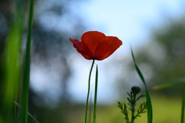 Tek bir kırmızı gelincik, yemyeşil bir çayırda zarif bir şekilde çiçek açar. Güneş ışığı, sıcacık bir parıltı saçar. Doğa sükuneti kucaklıyor, otların arasında huzurlu bir tefekküre davet ediyor..