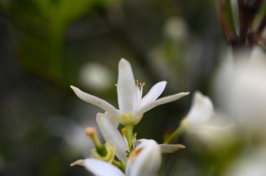 Sakin bir bahçede, zarif beyaz çiçekler taç yapraklarını açar, karmaşık ayrıntıları ortaya çıkarır. Canlı yeşilliklerle çevrelenmiş bu çiçekler, bahar mevsiminde yenilenmeyi ve güzelliği simgeliyor..