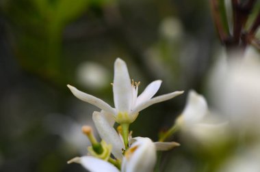 Beyaz çiçekler zarif bir bahçe ortamında sergileniyor. Karmaşık taç yaprakları ve canlı yeşil yapraklar sergileniyor..