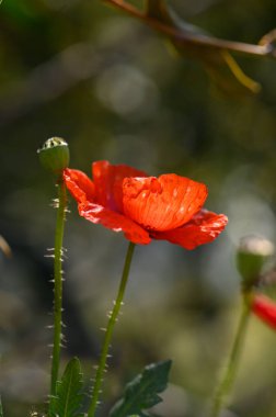 Çarpıcı kırmızı bir gelincik tomurcuklanan çiçeklerin yanında duruyor, bahar güzelliğinin özünü yakalıyor. Güneş ışığı yaprakların arasında dans eder, canlı renkleri yükseltir..