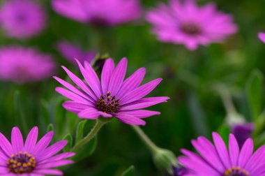 Parlak mor papatyalar yemyeşil yaprakların arasında duruyor, yaprakları güneş ışığında parlıyor. Baharda sakin bir öğleden sonra, bahçe hayatla titrer. Doğanın güzelliğini gösterir..