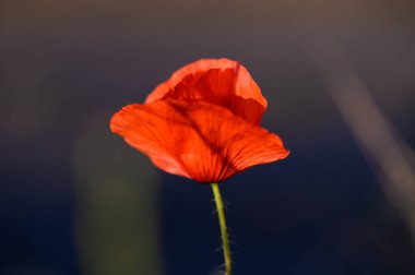 Canlı kırmızı bir gelincik, yumuşak sabah ışığıyla aydınlanan narin taç yapraklarıyla dimdik ayakta duruyor. Bulanık arka plan, doğanın sanatını tam çiçeklenme haliyle gösteren sakin bir hava katıyor..