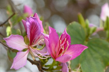 Narin pembe çiçekler, sakin bir bahçede yemyeşil yaprakların arasında çiçek açar. Sıcak güneş ışığı, onların karmaşık taç yapraklarını ön plana çıkarıyor. Baharın özüyle dolu canlı bir atmosfer yaratıyor..
