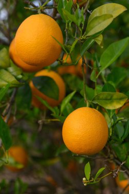 Güneş tarafından öpülen portakallar, sağlıklı yeşil yaprakların arasında dallardan sarkan parlak renklerini sergilerler. Bu sakin meyve bahçesi yaz boyunca doğanın cömertliğinin özünü yakalar..