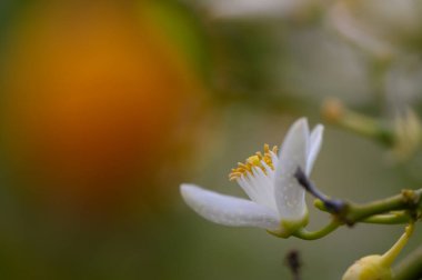 Altın erkekli parlak beyaz yapraklar sabah ışığını çeker, canlı renkler ve yumuşak dokularla dolu çiçek açan bir bahçede huzurlu bir ortam yaratır..
