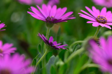 Canlı bir bahar bahçesinde, mor papatyalar yumuşak meltemde dans ederken güneş yaprakları kaplıyor, hayat ve güzellikle dolu renkli bir manzara yaratıyor..