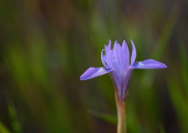 Göz kamaştırıcı mor bir çiçek yemyeşil çimenlerin arasında tek başına duruyor. Batmaya başlayan güneşin yumuşak parıltısını yakalıyor. Doğanın güzelliği bu huzurlu anda yakalanır..