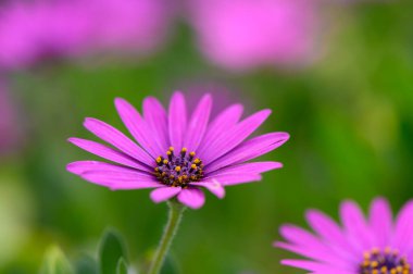 Narin mor yapraklar zarif bir şekilde yemyeşil bir bahçede açılır, yumuşak güneş ışığının tadını çıkarırlar. Hava, ilkbaharın özüyle kokulu, doğanın canlı paletini sergiliyor..