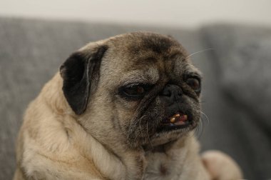 Lezzetli bir köpek yumuşak bir kanepede rahatça oturur ve rahatlar. İçerik ifadesiyle, rahat bir atmosferle çevrili, boş zamanlarının tadını çıkarıyor..