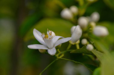 Büyüleyici beyaz bir çiçek taç yapraklarını açar, karmaşık ayrıntıları ortaya çıkarırken, taze yeşil yapraklar ve tomurcuklanan çiçeklerle çevrili, baharın özünü sakin bir bahçede yakalar..
