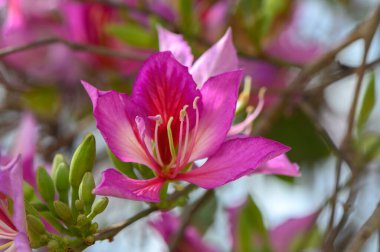 Çiçek açan begonviller parlak pembe yapraklarını yemyeşil bir zemin üzerinde sergiliyorlar. Narin filizler canlı tomurcuklardan çıkar ve baharın özünü yakalar..