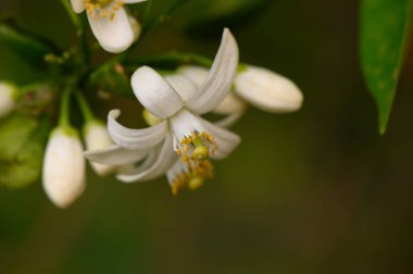 Canlı bir bahçede, beyaz narenciye çiçeği kümeleri zarif bir şekilde açılır ve sabah güneşi altında yaprakları parıldar. Etrafını saran yapraklar bu çiçek sergisi için sakin bir zemin oluşturur..