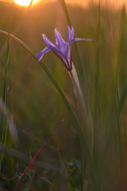 Canlı bir mor çiçek, batan güneşin sıcacık parıltısıyla yıkanmış yeşil otların arasında gururla duruyor. Doğa bu huzurlu çayırda, alacakaranlıkta huzur içinde büyür..
