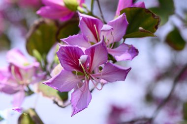Çiçeklerin açtığı yumuşak pembe yapraklar mavi gökyüzüne karşı çarpıcı bir görüntü oluşturur. Doğa bu huzurlu bahçede gelişiyor, huzuru ve yansımayı davet ediyor..