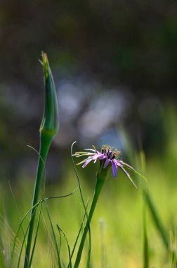Canlı bir kır çiçeği yemyeşil çimenlerin arasında gururla durur narin mor yaprakları altın saatin yumuşak ışığını yakalar. Yakınlarda, tomurcuklanan bir gövde güneşe ulaşır ve sakin bir atmosfer yaratır..