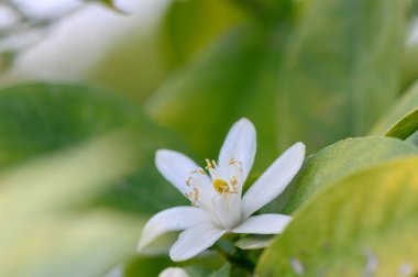 Parlak yeşil yaprakların arasında açan el değmemiş beyaz bir çiçek, güneşli bir günde huzurlu bir bahçede karmaşık taç yapraklarını ve narin yapısını sergiliyor..