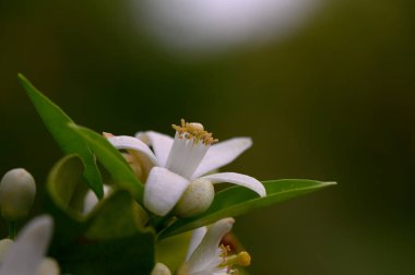 Huzurlu bir bahçede, beyaz bir narenciye çiçeği yapraklarını usulca açar, parlak sarı erkek organlarını ortaya çıkarır. Sıcak öğleden sonra ışığı, bulanık yeşil bir arka plana karşı narin güzelliğini arttırır..