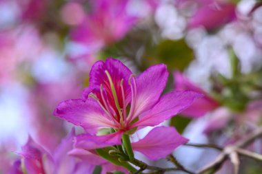 Çekici pembe çiçeklerin yakın plan görüntüsü yumuşak bir arkaplanda göze çarpıyor. Yukarıda, yemyeşil yapraklar narin yaprakları destekler, arıları ve kelebekleri ziyarete davet eder..