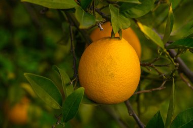 Bereketli portakal ağaçları, yumuşak güneş ışığı altında, koyu yeşil yaprakların arasında olgun meyveler sergiliyor. Doğanın cömertliğini gösteriyor..