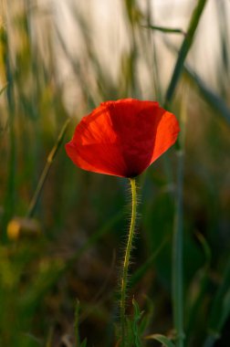 Çarpıcı kırmızı bir çiçek, batan güneşin sıcacık parıltısıyla aydınlanan yemyeşil çimlerin üzerinde gururla açar. Doğanın güzelliği huzurlu bir anda yansıdı..