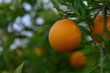 Canlı yeşil yapraklarla çevrili, yemyeşil dallardan sarkan altın portakallar. Yazın erken saatlerindeki güneş ışığı koruluğu yıkıyor ve ferahlatıcı bir atmosfer yaratıyor..