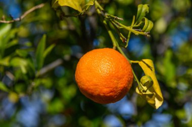 Güneşli bir meyve bahçesindeki yapraklı bir daldan sarkan tek bir canlı portakal taze ve canlılık yayar..
