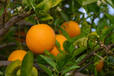 Kalın yeşil yapraklardan sarkan altın portakallar canlı bir meyve bahçesinde sıcak bir öğleden sonranın özünü yakalıyorlar. Ağacın parlak yaprakları sulu meyveleri toplamaya hazır hale getiriyor..