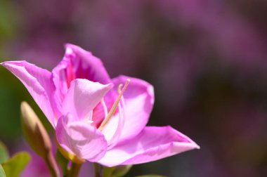 Aydınlık bir bahar gününde yemyeşil bir bahçede, pembe bir çiçek açar, yumuşak yapraklarını ve karmaşık detaylarını gözler önüne serer, arka planda yeşillik ve bulanık çiçekler vardır..