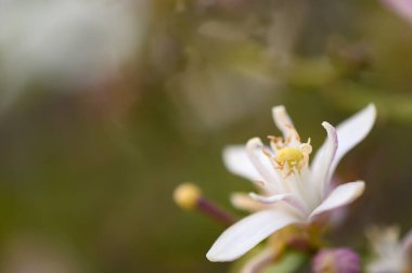 Güzel beyaz bir çiçek yapraklarını açar, parlak sarı bir merkezi ortaya çıkarır. Bereketli yeşilliklerle çevrili bu büyüleyici çiçek baharda huzurlu bir bahçede gelişir..
