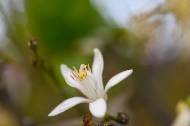 Narin beyaz yapraklar verimli yeşillikler arasında zarafetle açılır, baharın güzelliğini gösterir. Yumuşak güneş ışığı bahçeyi süzüp doğanın büyüleyici atmosferini güçlendirir..