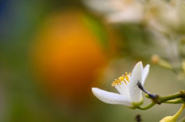 Zarif beyaz çiçek yemyeşil bir bahçede açılır ve sıcak güneş ışığı filtrelerken karmaşık detaylar ortaya çıkar. Bir portakal meyvesi doğadaki bu huzurlu ana renkli bir zemin ekler..