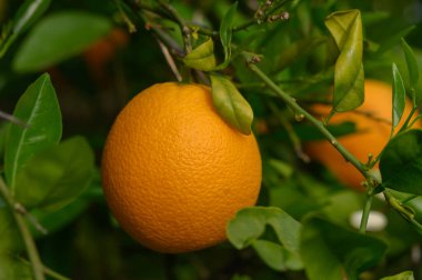 Olgun bir portakal, parlak yeşil yapraklarla çevrili bir ağaç dalından sarkan güneşli bir meyve bahçesinde doğanın güzelliğini gözler önüne seriyor. Sahne dinginliği ve bolluğu yansıtıyor..
